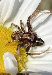 Xysticus locuples