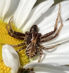 Xysticus locuples