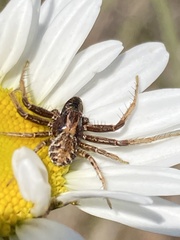 Xysticus locuples