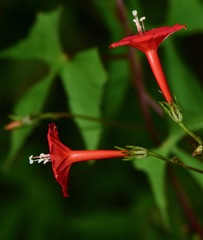 Ipomoea cholulensis