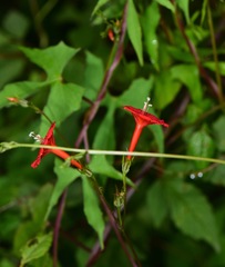 Ipomoea cholulensis