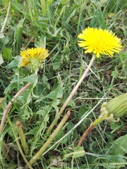 Taraxacum officinale
