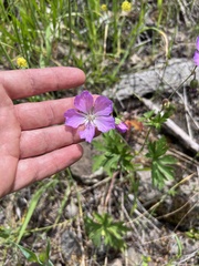 Geranium oreganum