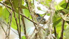 Ixothraupis rufigula