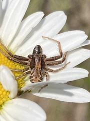 Xysticus locuples