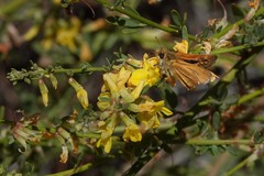 Ochlodes agricola