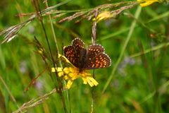 Melitaea diamina