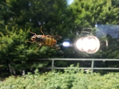 Diptera