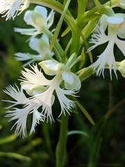 Platanthera leucophaea