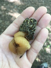 Verpa bohemica