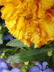 Condylostylus caudatus