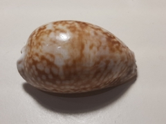 Macrocypraea cervus lindseyi