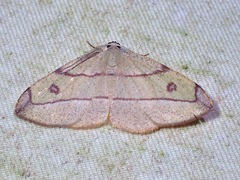 Hypochrosis hyadaria
