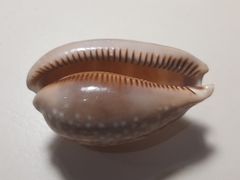 Macrocypraea cervus lindseyi