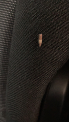 Plodia interpunctella