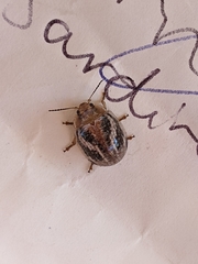 Paropsisterna semifumata