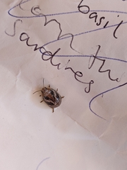 Paropsisterna semifumata