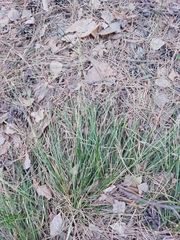 Carex pediformis