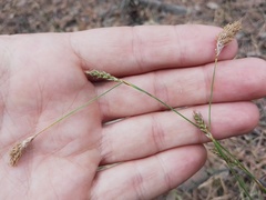 Carex pediformis