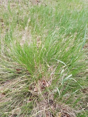 Carex pediformis