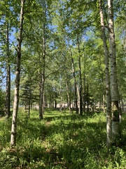 Betula neoalaskana