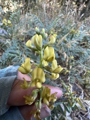 Astragalus douglasii parishii