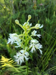 Platanthera leucophaea