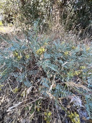 Astragalus douglasii parishii