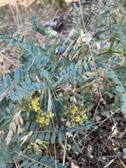 Astragalus douglasii parishii