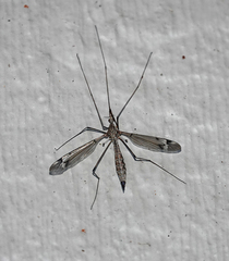 Tipula valida