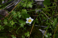 Hesperochiron pumilus