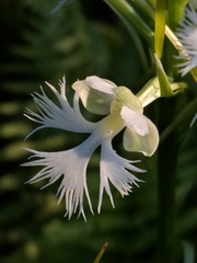 Platanthera leucophaea