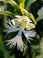 Platanthera leucophaea