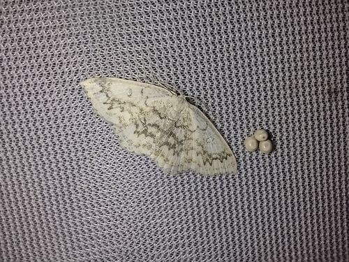 piadica javorová (Cyclophora annularia)
