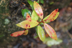 Metrosideros excelsa