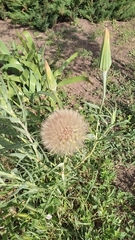 Tragopogon dubius