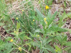 Ranunculus monophyllus