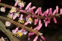 Cordyline petiolaris