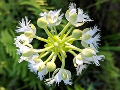 Platanthera leucophaea