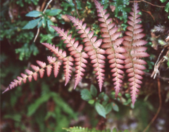 Dryopteris tenuicula