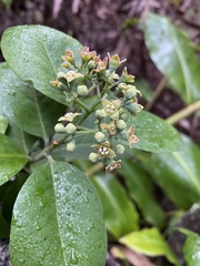 Santalum paniculatum