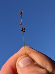 Stellulatae