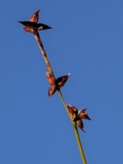 Stellulatae
