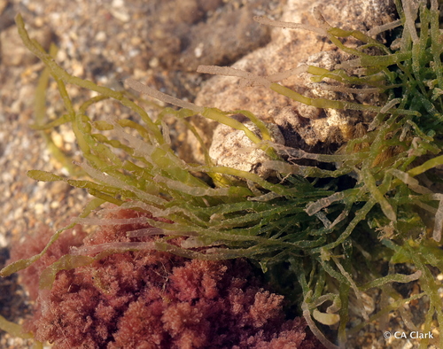 Ulva intestinalis, 2022-05-15