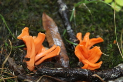 Clavulinopsis sulcata