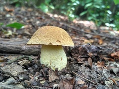 Hemileccinum depilatum
