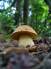 Hemileccinum depilatum