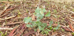 Eucalyptus leucoxylon leucoxylon