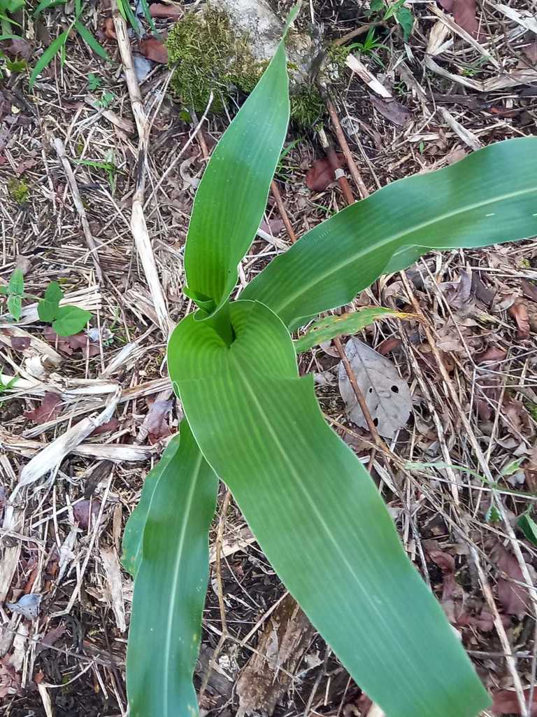 Maize From Lago Agrio Ecuador On June 2 2022 At 11 45 PM By David6465   Large 