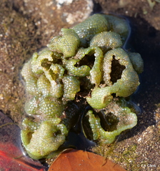 Dictyosphaeria cavernosa